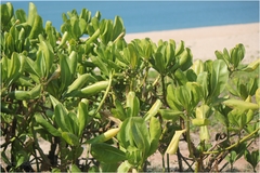 Scaevola taccada